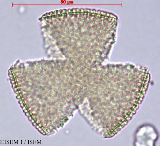 Oxalis mollissima - lame n° 29449